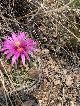 Image of Wright's nipple cactus