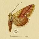 Image of Eublemma acarodes Swinhoe 1907