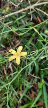 Plancia ëd Menodora integrifolia (Cham. & Schltdl.) Steud.