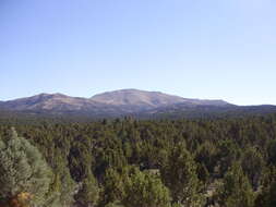 Image of Bigberry Juniper