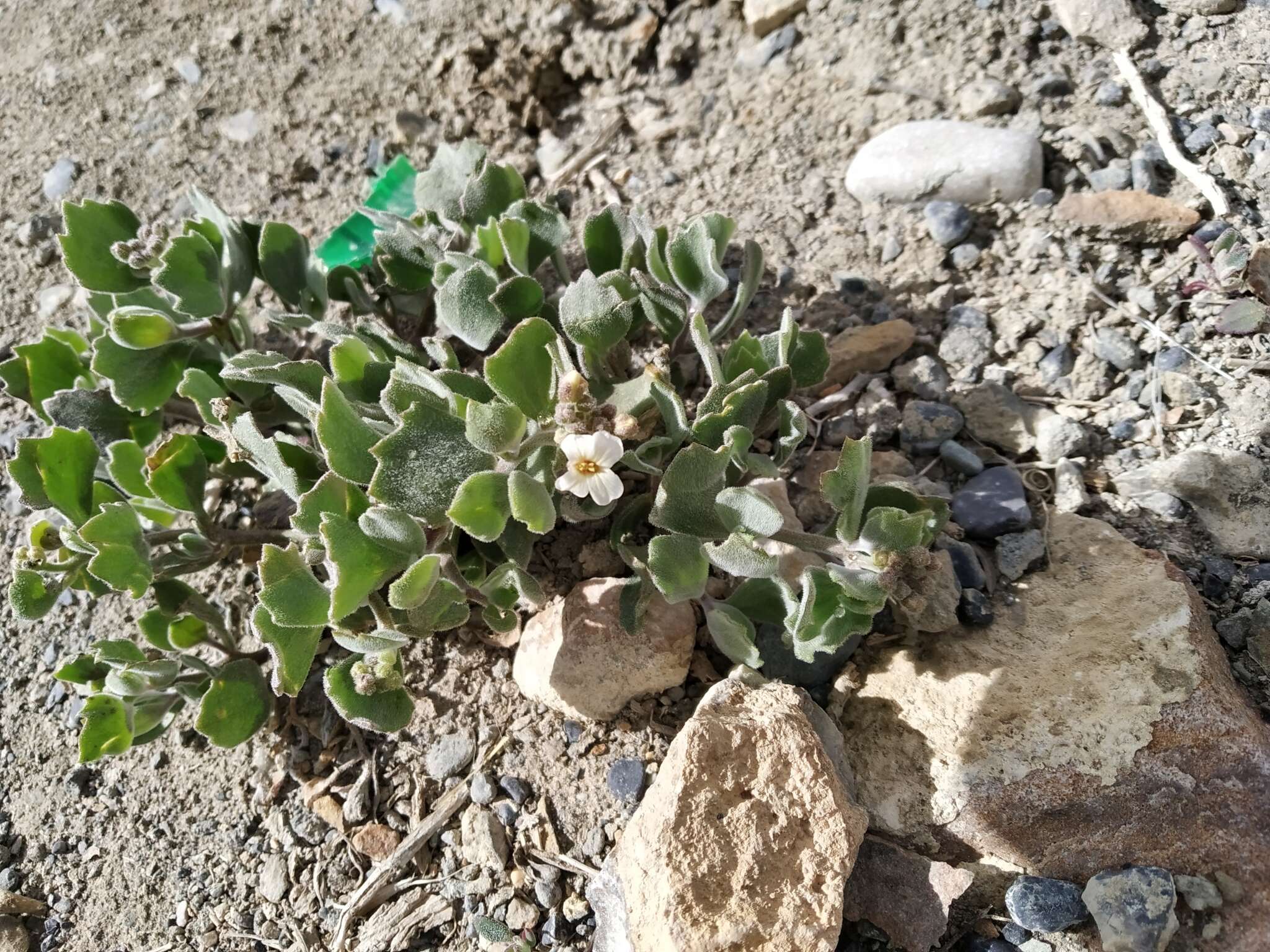 Imagem de Christolea crassifolia Cambess.