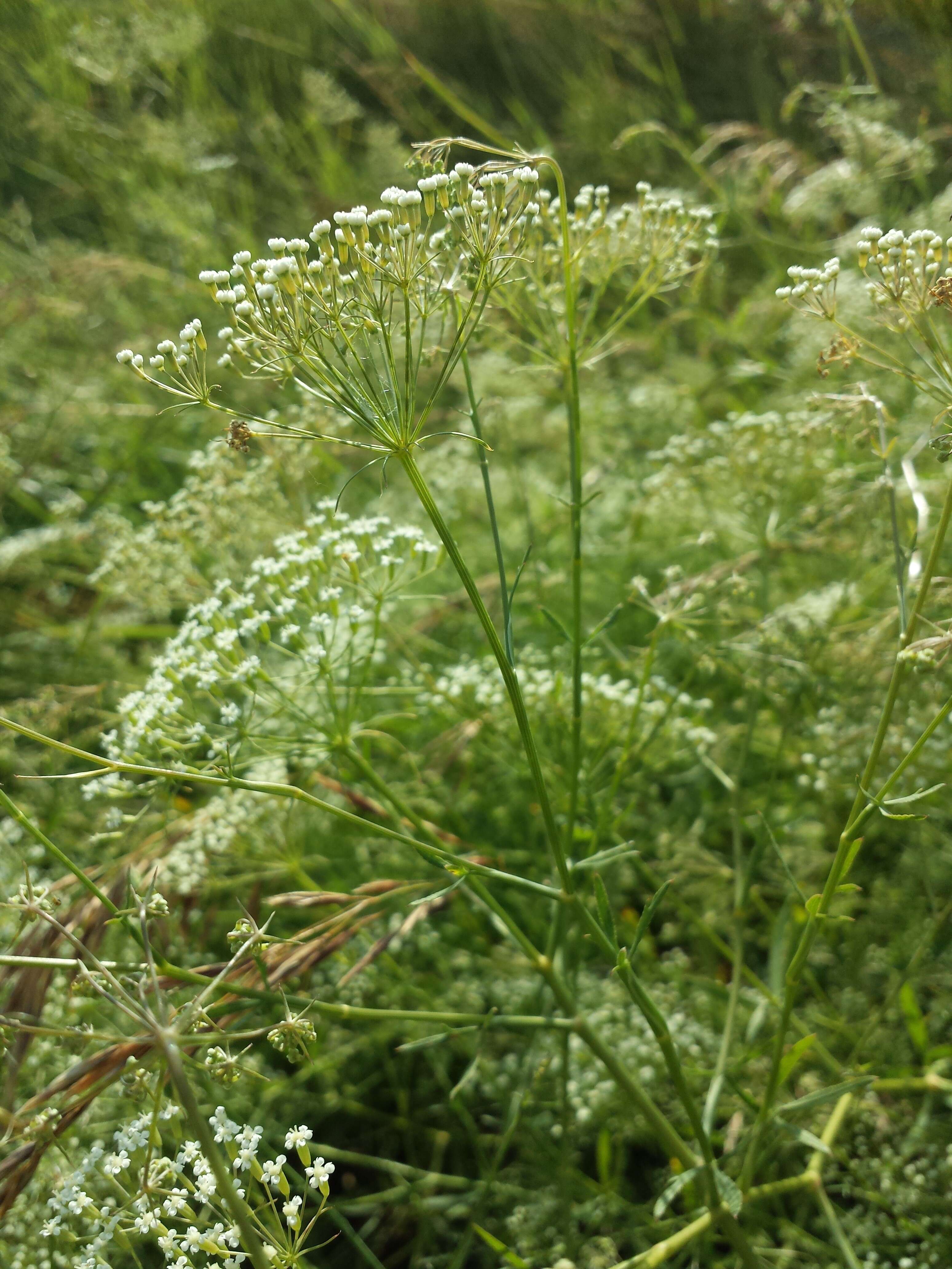 Image of longleaf