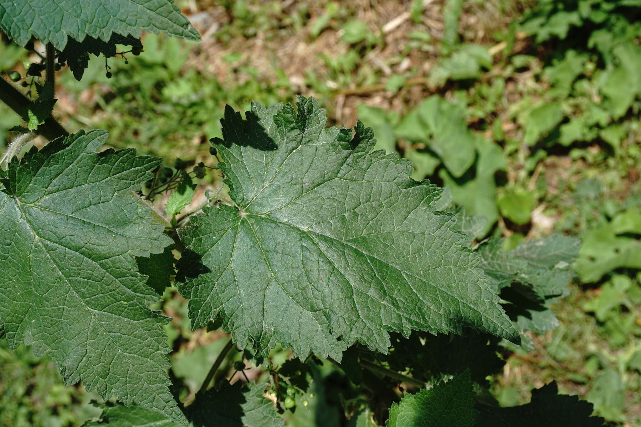 Scrophularia divaricata Ledeb. resmi