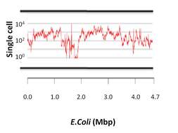 Image of Escherichia