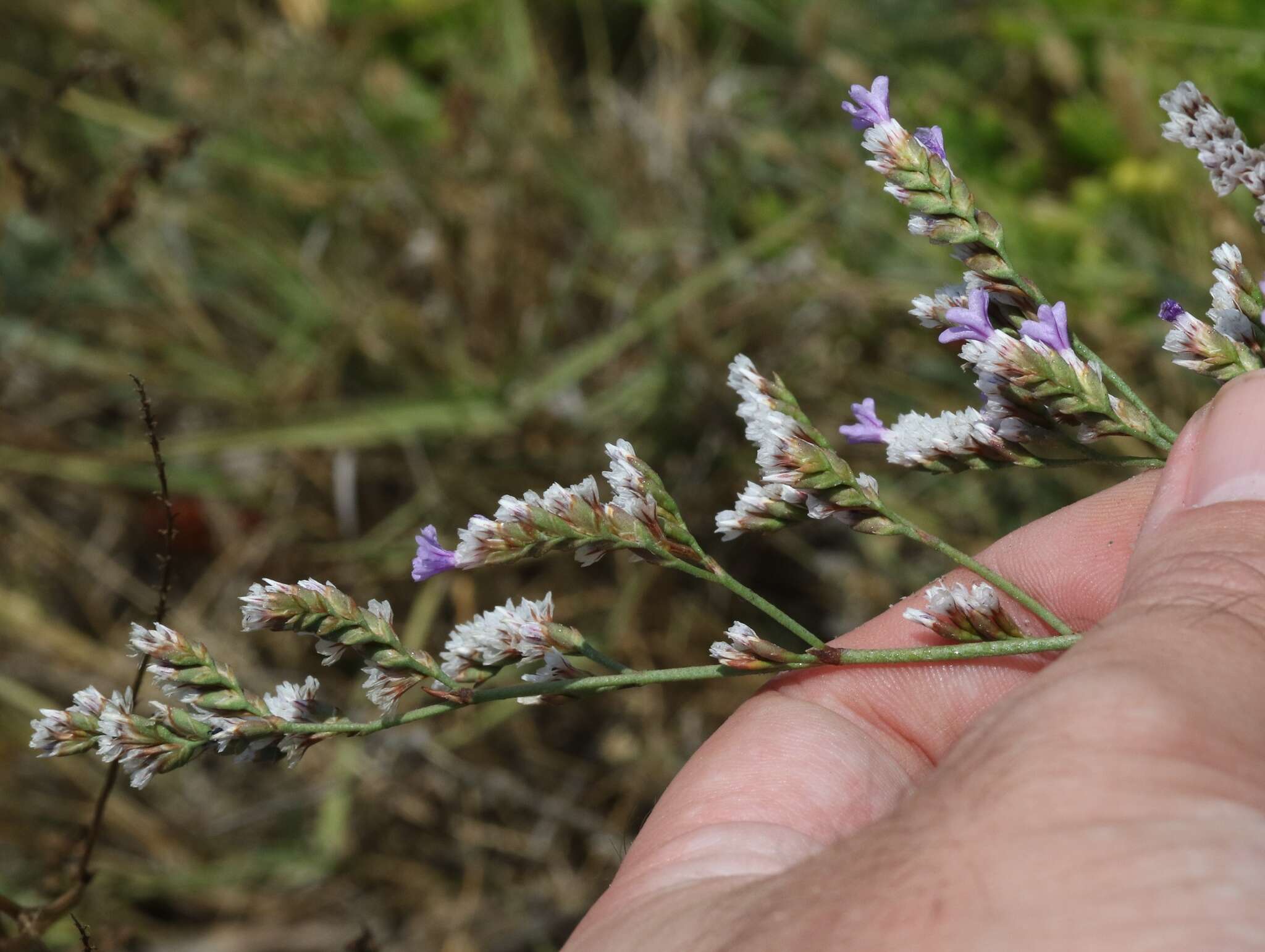 Image of Algerian sea lavender