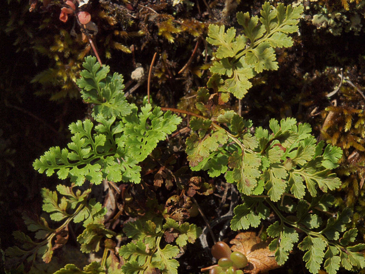 Sivun Cryptogramma acrostichoides R. Br. apud Richards. kuva