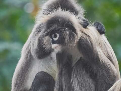 Image of Phayre's Langur