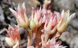 Image of Sedum paradisum subsp. subroseum