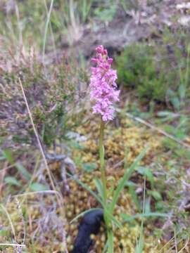 Image of Heath fragrant orchid