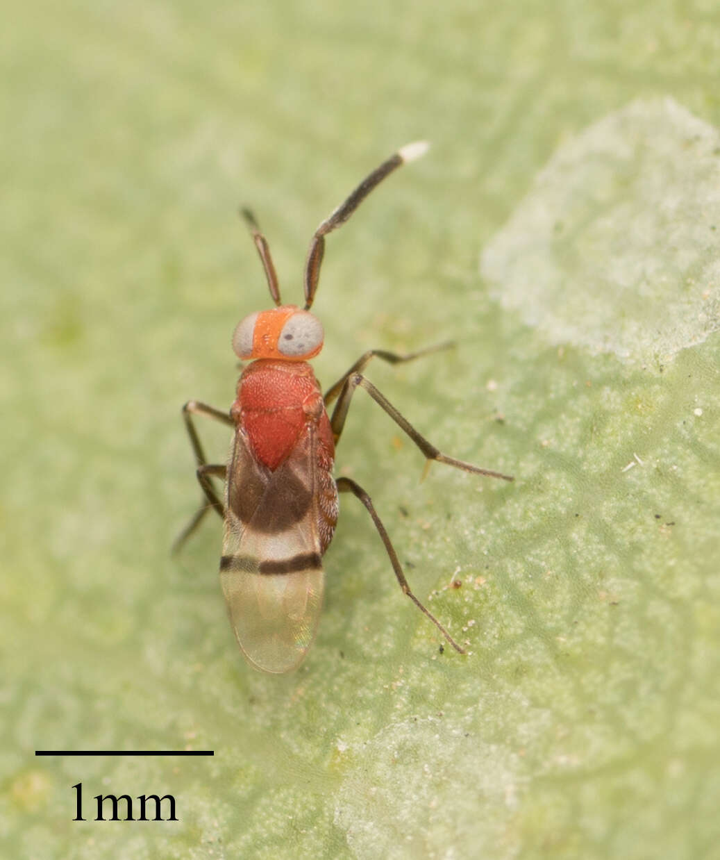 Image of Anagyrus paralia Noyes & Menezes 2000