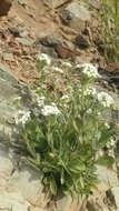 Image of boreal draba