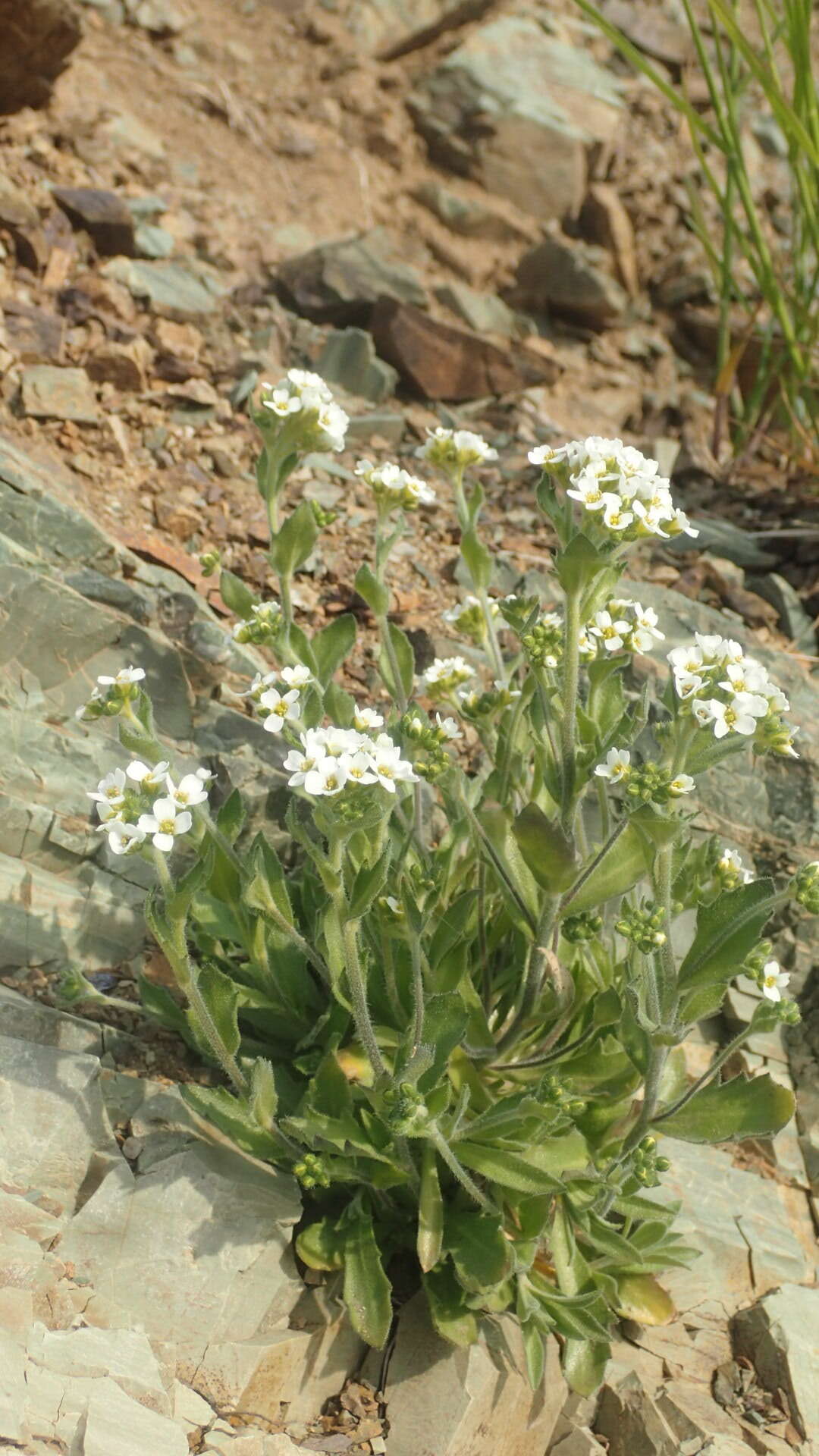 Image of boreal draba