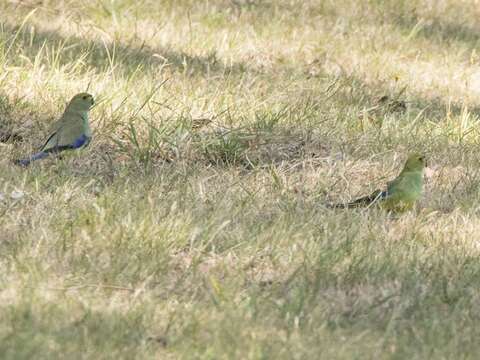 Image of Blue-winged Parrot