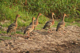 Image of Grass Whistling Duck