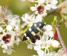 Image of Castiarina interstitialis (Carter 1931)