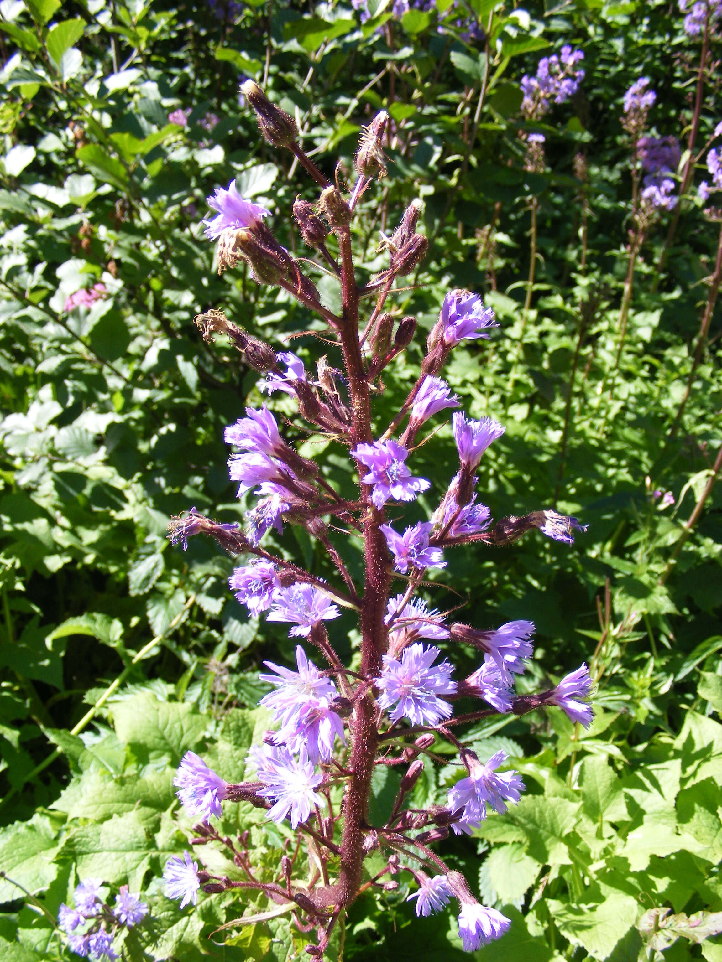 Image of Cicerbita alpina (L.) Wallr.