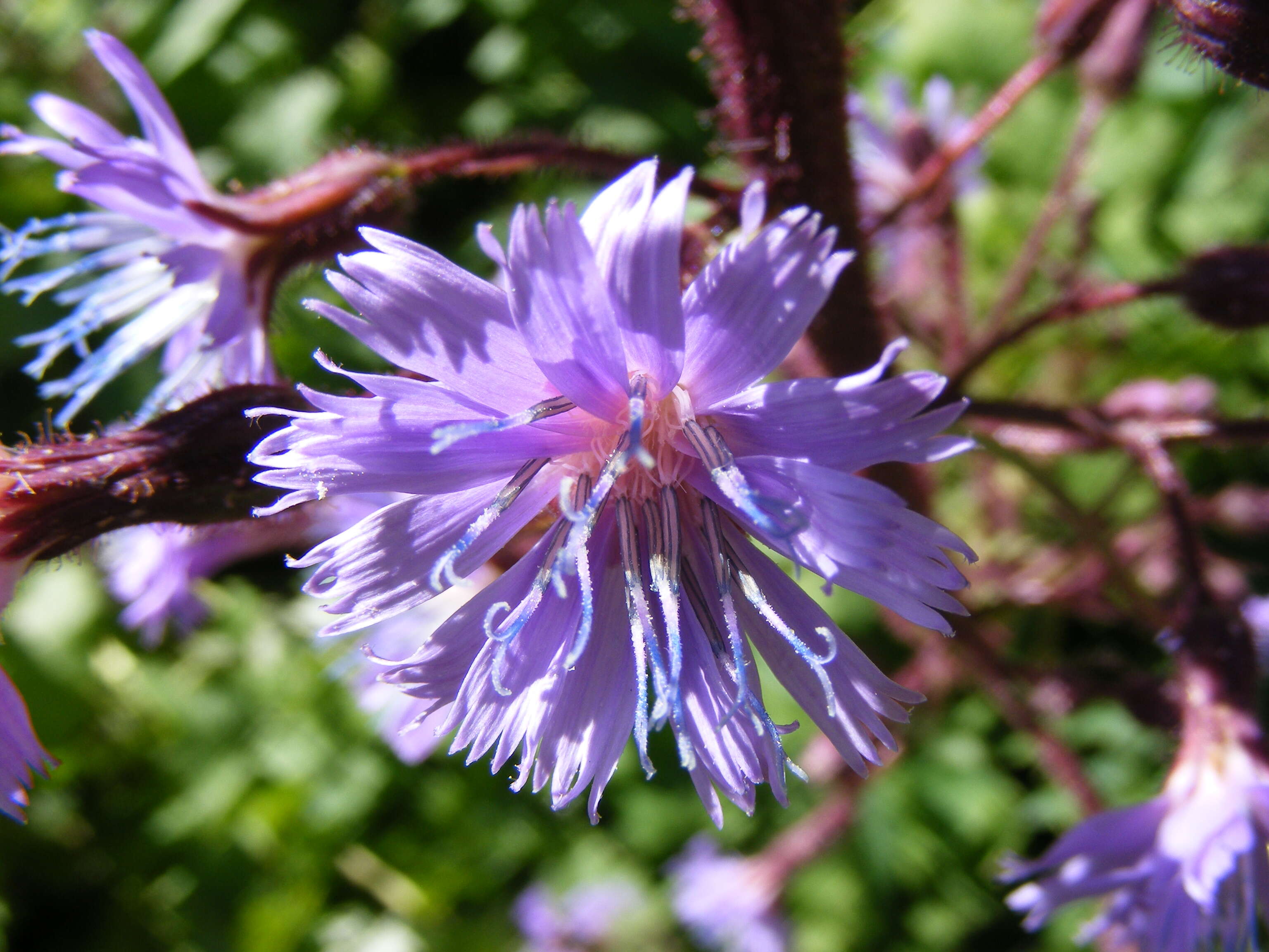 Image de Cicerbita alpina (L.) Wallr.