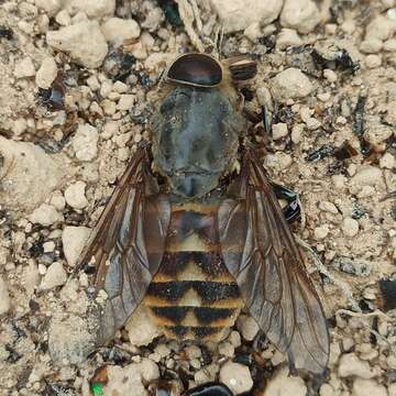 Image de Tabanus bovinus Linnaeus 1758