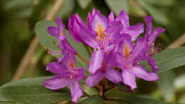 Imagem de Rhododendron ponticum subsp. baeticum (Boiss. & Reuter) Hand.-Mazz.