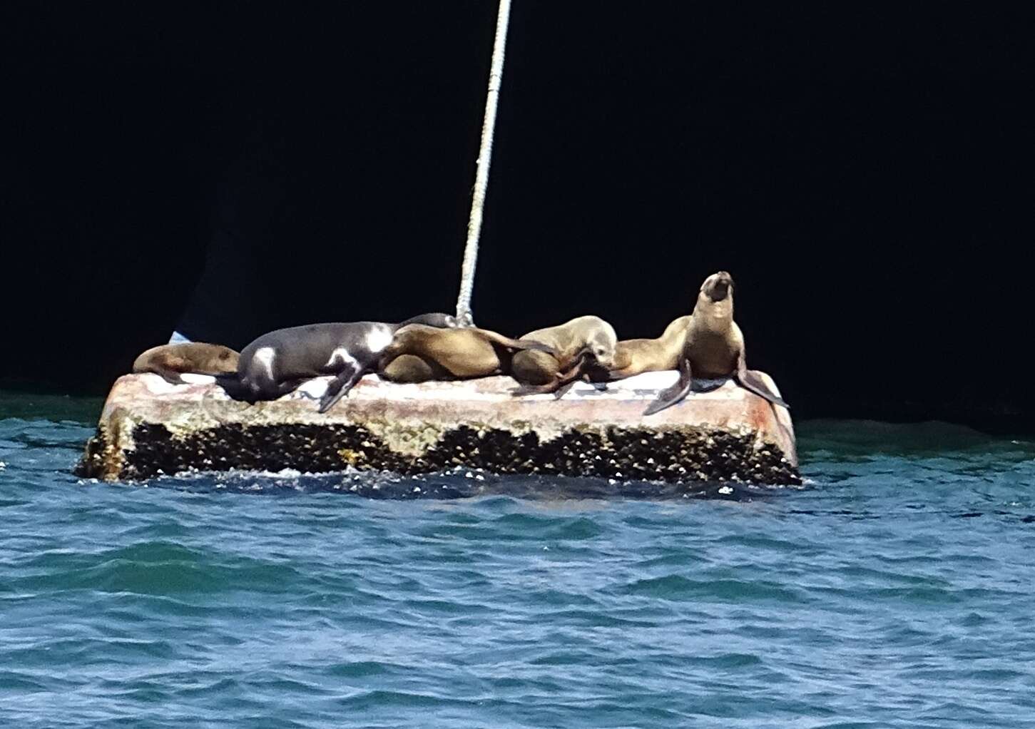 Image of Sea Lion