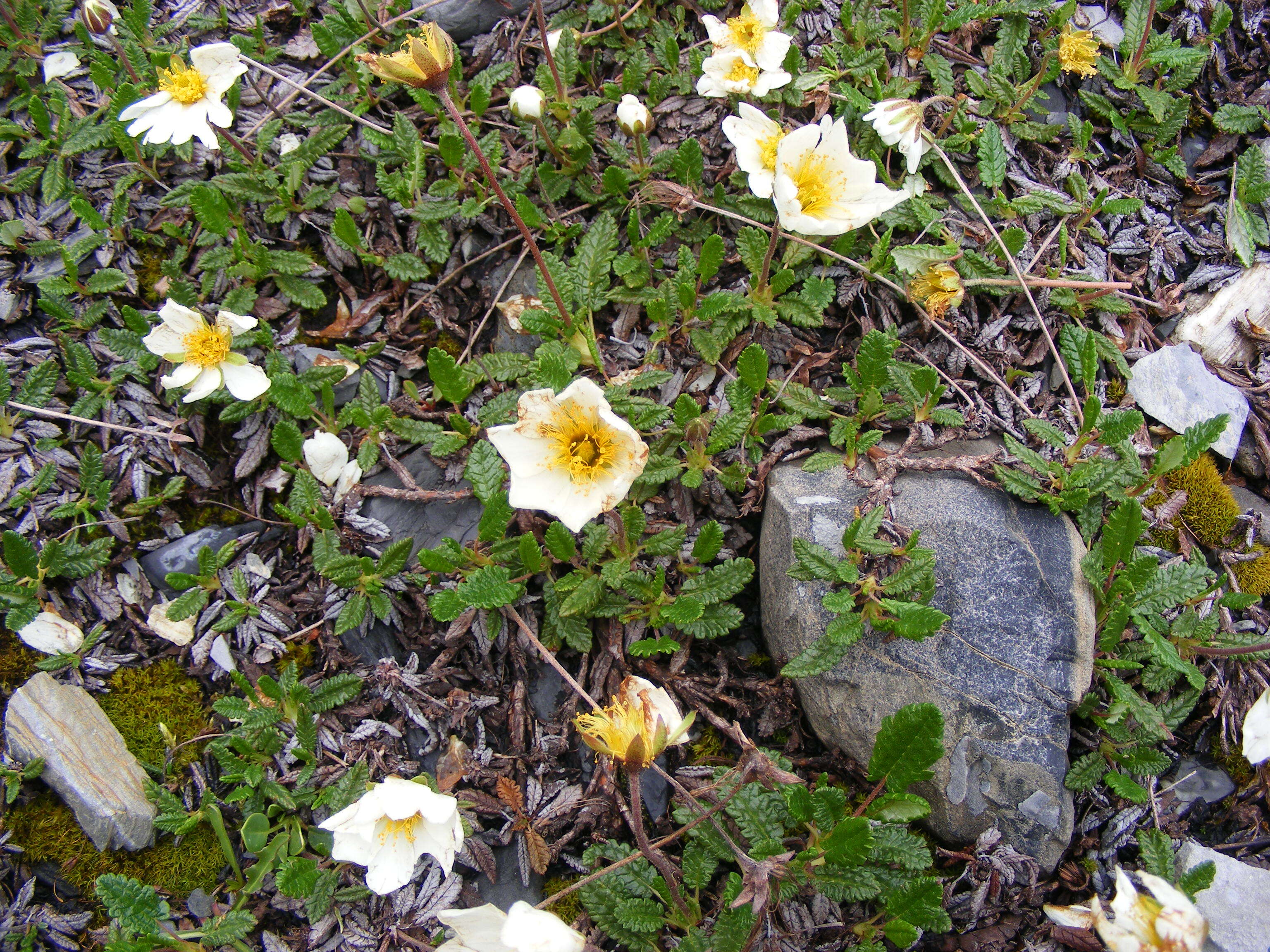 Imagem de Dryas octopetala L.