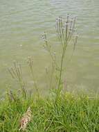 Sivun Verbena litoralis Kunth kuva