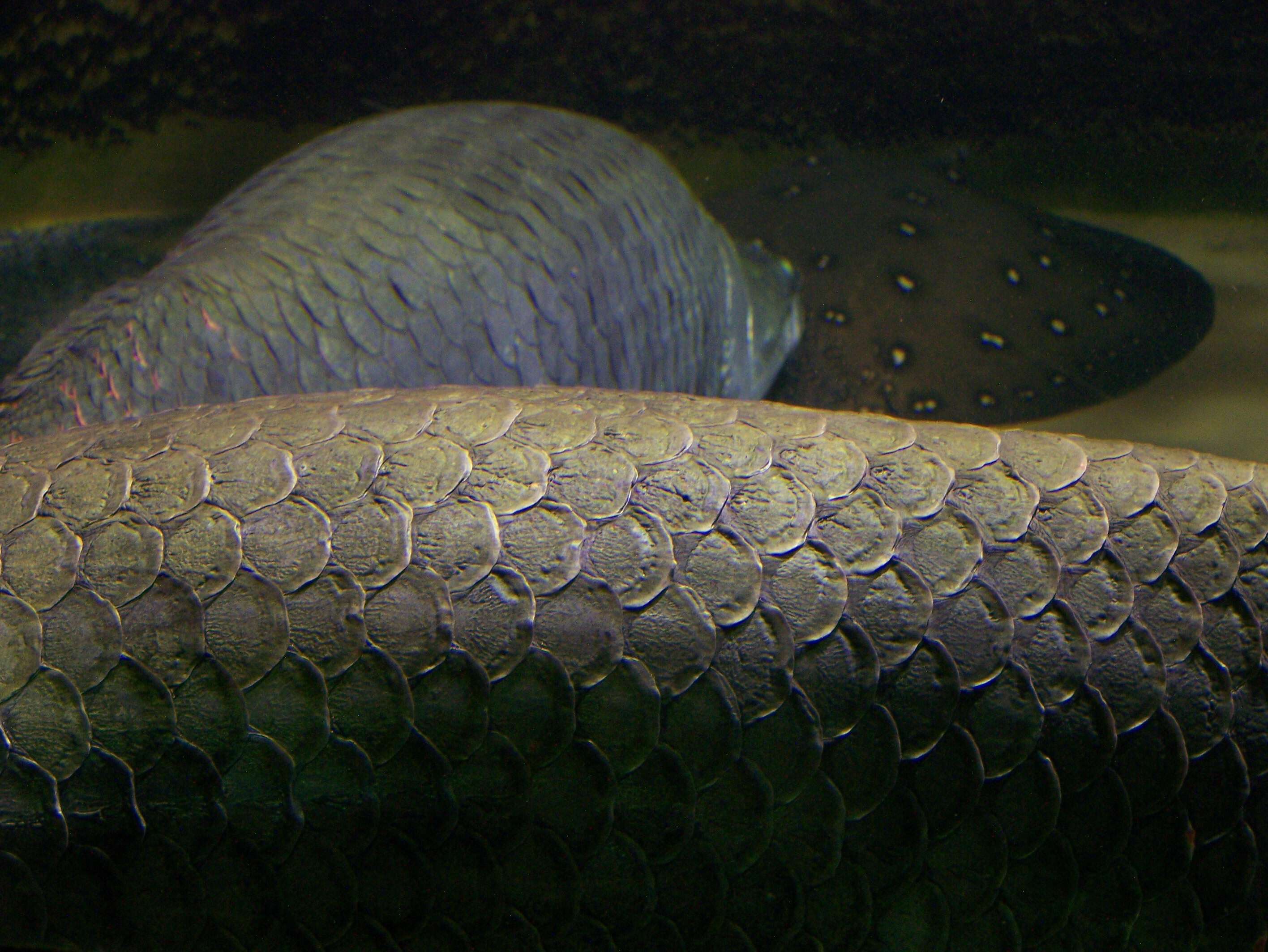 Image of Arapaima