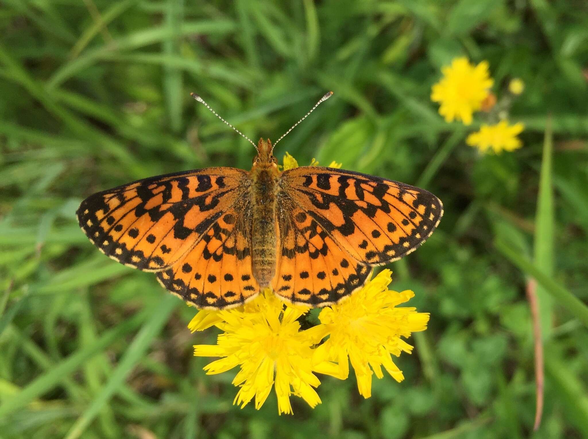 Image of Silver-bordered Fritillary