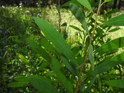 Image of Hakea florulenta Meissner