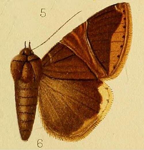 صورة Achaea balteata de Joannis 1912