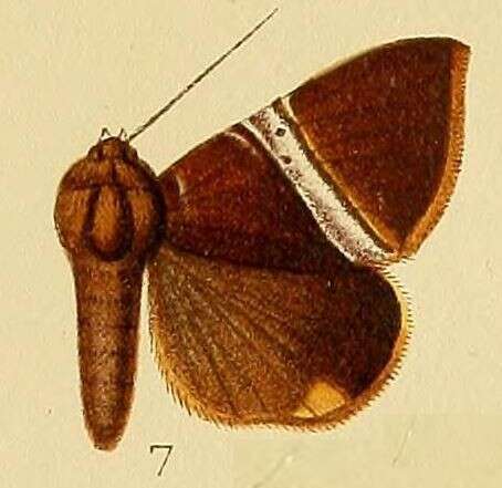 Image of Dysgonia rectivia