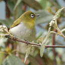 Image of Ceylon White-eye