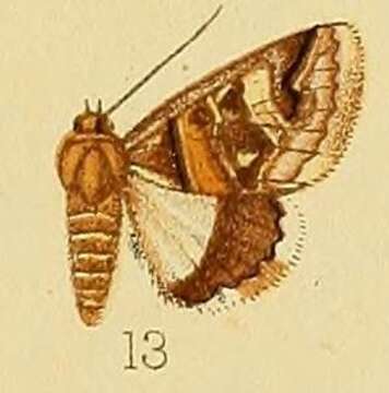 Image of Cerocala oppia Druce 1900