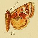 Image of Cerocala munda Druce 1900