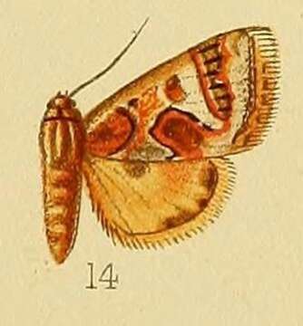 Image of Cerocala munda Druce 1900