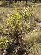 Image of Turkey Oak