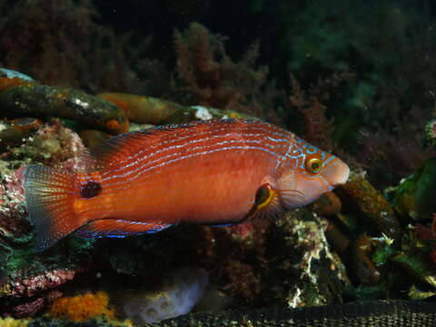 Image of Axillary Wrasse