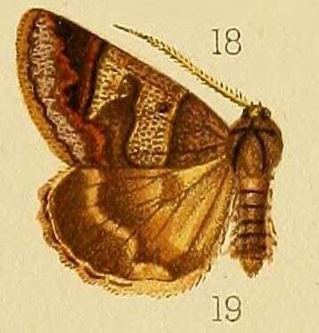 Image of Cerocala contraria Walker 1865