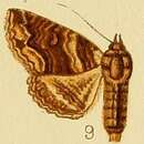 Image of Pericyma atrifusa