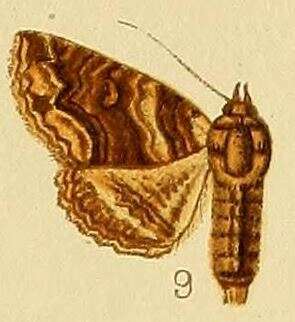 صورة Pericyma atrifusa