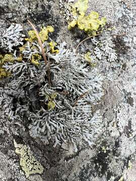 Image of Brodoa intestiniformis (Vill.) Goward