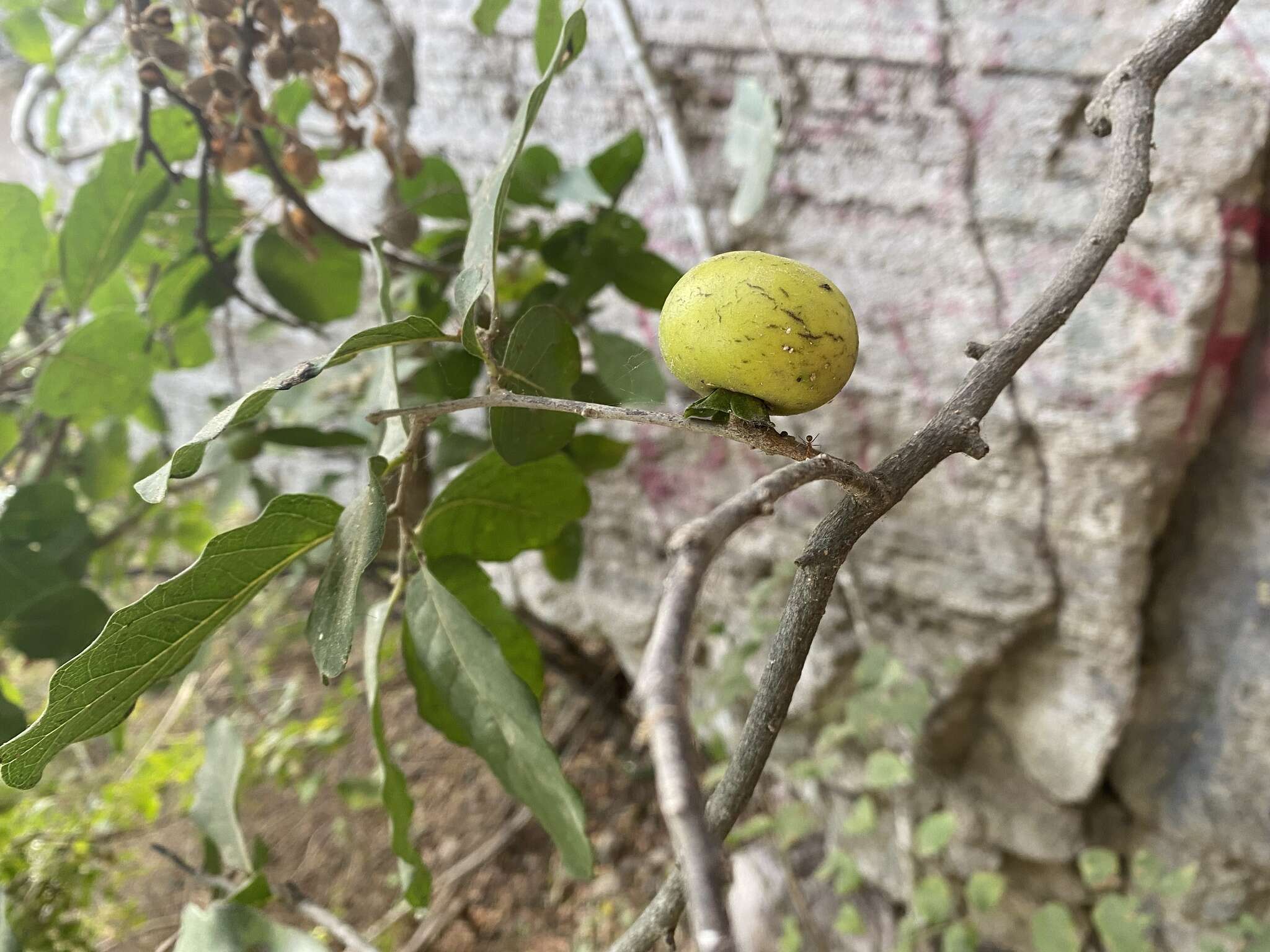 Image de Diospyros rosei Standl.