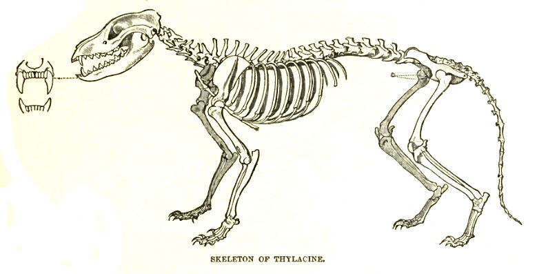 Image of thylacines