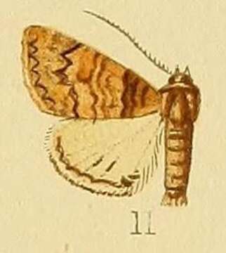 Sivun Pericyma metaleuca Hampson 1913 kuva