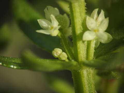 Image of warty bedstraw