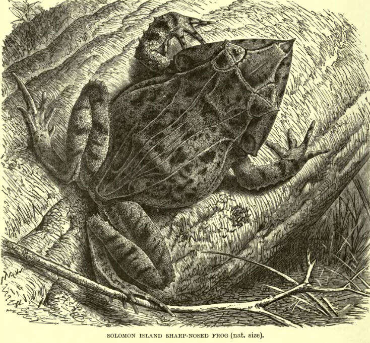 Sivun Cornufer guentheri (Boulenger 1884) kuva