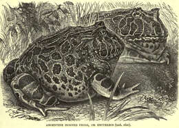 Imagem de Ceratophrys ornata (Bell 1843)