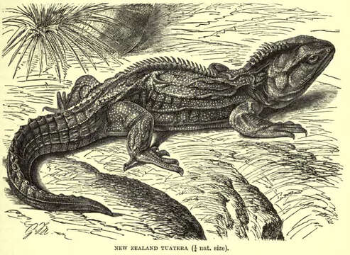 Image of Cook Strait Tuatara