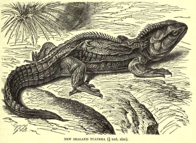 Imagem de Sphenodon punctatus (Gray 1842)