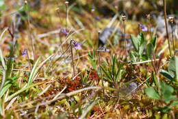 Imagem de Pinguicula villosa L.